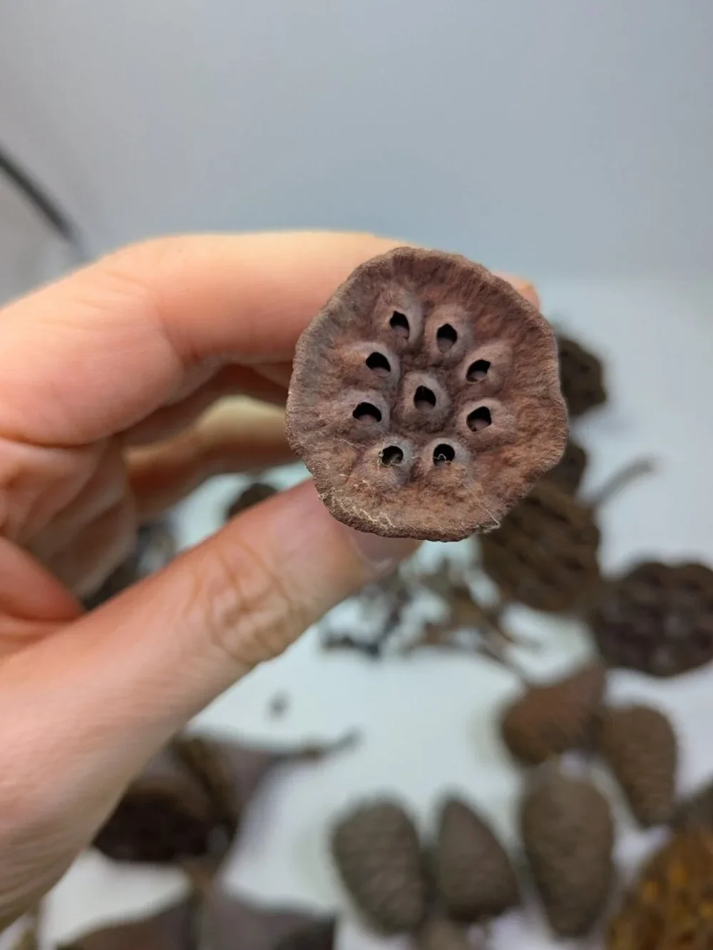 Dried Lotus Pods Pine Cones 35 pc Lot Craft Floral Arrangement Decor Botanical